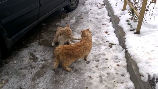 БОЙ РЫЖИХ КОТОВ НА СМЕРТЬ смотреть онлайн