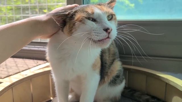 출산과 맞바꾼 위대한 어린 어미고양이의 삶 смотреть онлайн