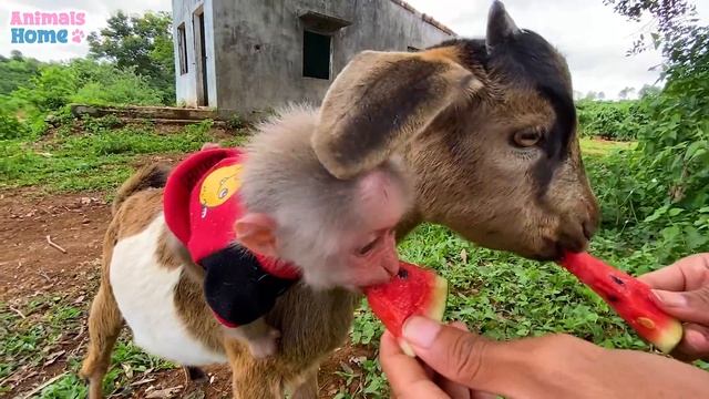 BiBi Monkey Loves To Ride Goat