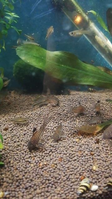 Corydoras Trilinearus. Леопардовый коридорас. смотреть онлайн