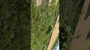 Напали (агро) Квадроберы