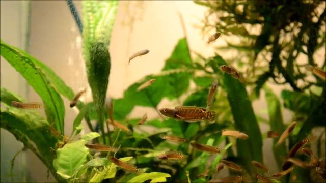 Channa Gachua Fry Part 6 смотреть онлайн