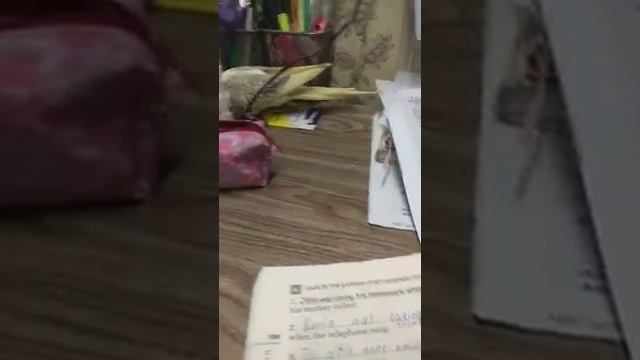 У меня появился попугай 😍😍😍 смотреть онлайн