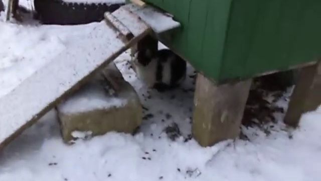 Подкормка Пчел Зимой . Лет из улья в -3. смотреть онлайн