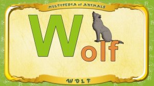 Multipedia of Animals.  Letter W -  Wolf
