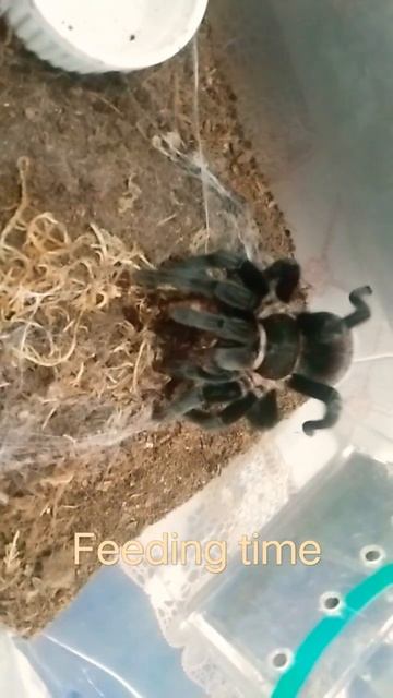 vagans feeding time смотреть онлайн