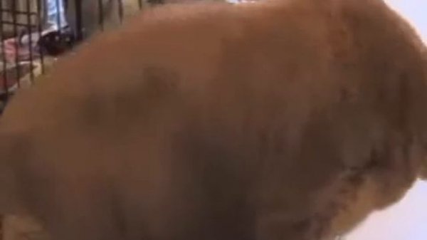 Песня про кота Сёму