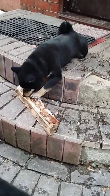 Метис 😂😂😂 Сиба-бобёр😂😂😂 #dogs #сибаину #собака #shiba смотреть онлайн