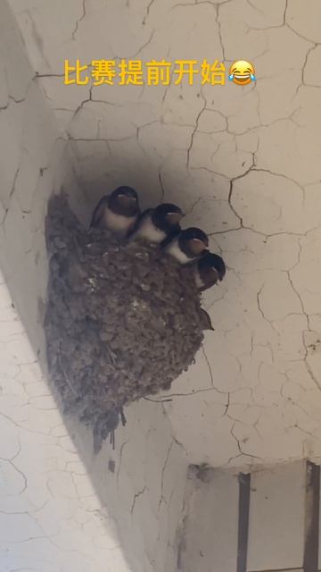 4 girls and 1 boy? смотреть онлайн