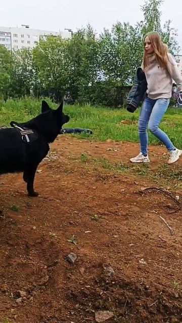 Отважная девушка против Немецкой Овчарки. смотреть онлайн