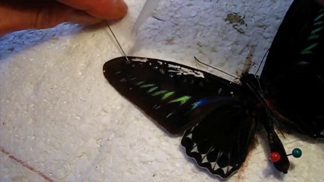 Butterfly Wing Splice Repair смотреть онлайн