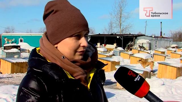 Собаки в объективе. Фотограф-анималист смотреть онлайн