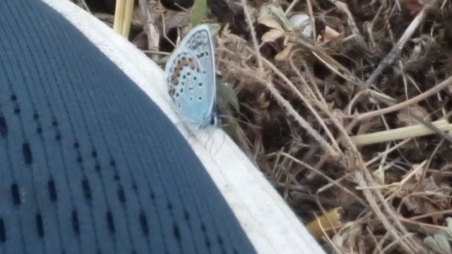 What is this butterfly - Polyommatus icarus or Plebejus argus смотреть онлайн