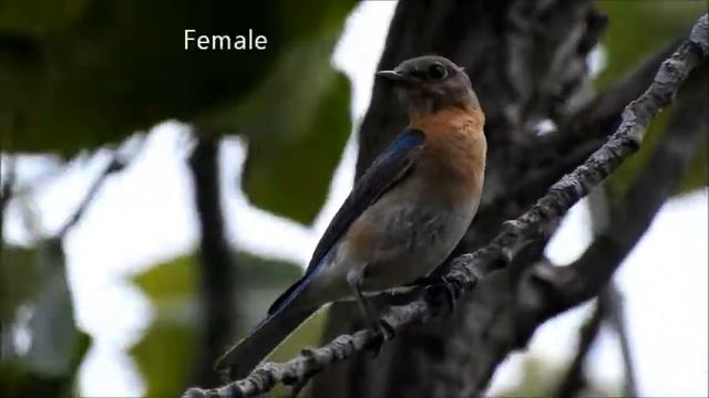 Eastern Bluebird (Sialia sialis) Identification смотреть онлайн