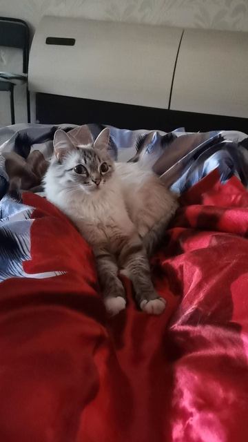 #кошка#Ханти#Любимица семьи смотреть онлайн