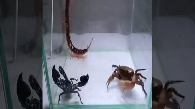 Crab Vs Scorpion Vs Centipede смотреть онлайн