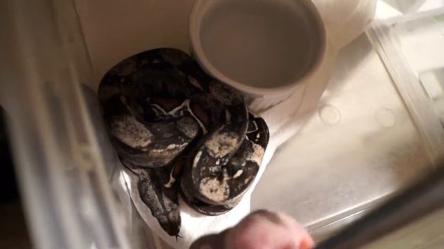 IMG het anery 2016 !! feeding live смотреть онлайн