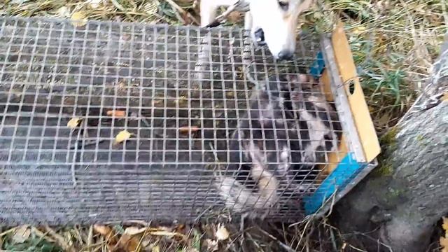 Притравка по барсуку смотреть онлайн