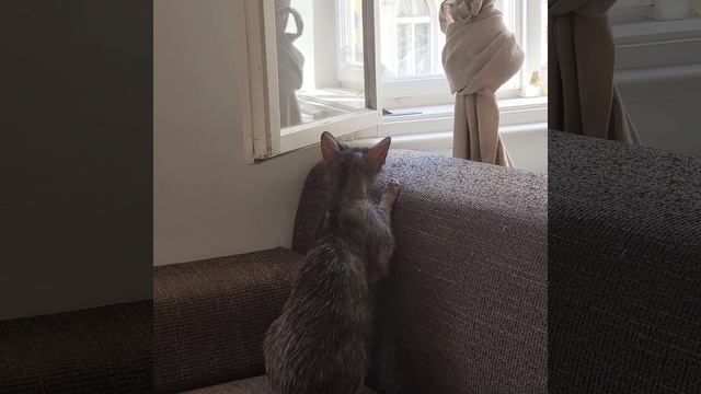 Lykoi werewolf cat Grimalking смотреть онлайн