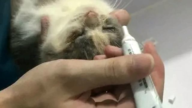 Ein blindes Kätzchen suchte im Müll nach Futter. 😓 Er hatte den Glauben an Menschen verloren... смотреть онлайн