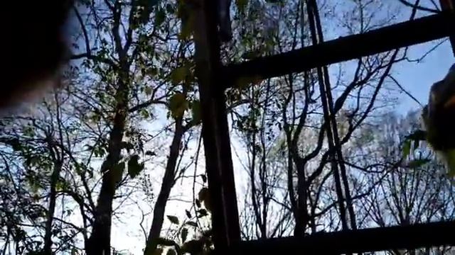 Как се сваля рояк пчели от дърво - начало на нова пчела (пчелен кошер) смотреть онлайн