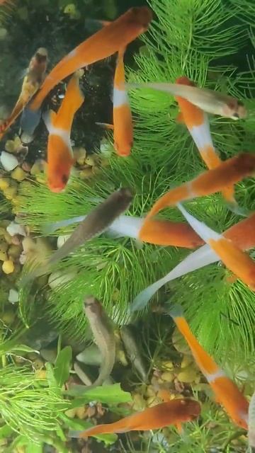 рыбки #рыбки #guppy #гуппи #рыбалка #fishing #мальки #хобби #ампулярии #fish #разводня смотреть онлайн