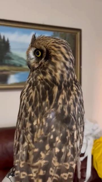 Сова Зайка смотреть онлайн