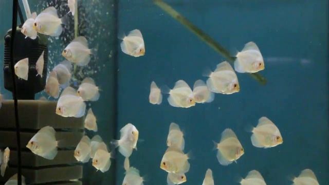 алмазы мальки 1 смотреть онлайн