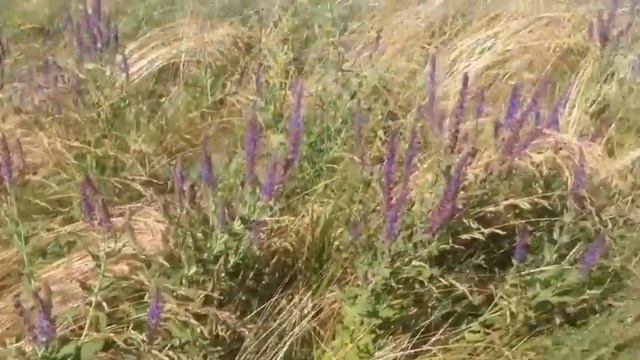 VLOG: речка, природа.(1 видео) смотреть онлайн