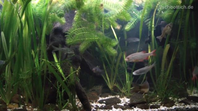 [HD] More feeding frenzy in my Cold water fish tank / Kaltwasserbecken [14/14] смотреть онлайн