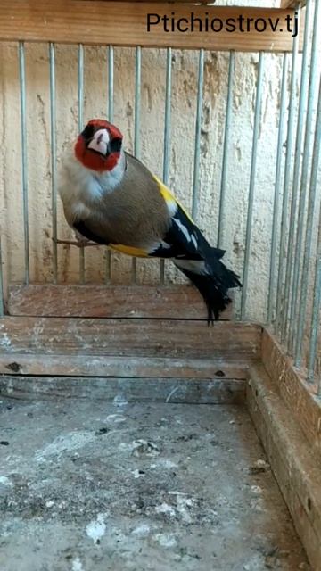 метис новая #goldfinch #الحسون #chardonneret #金翅雀 #исфара #саба #хучанд #usa #москва #щегол #usa смотреть онлайн