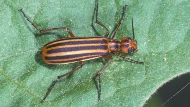 [Blister Beetle] Incredible Blister Beetle Facts || Appearance: How To Identify Blister Beetles