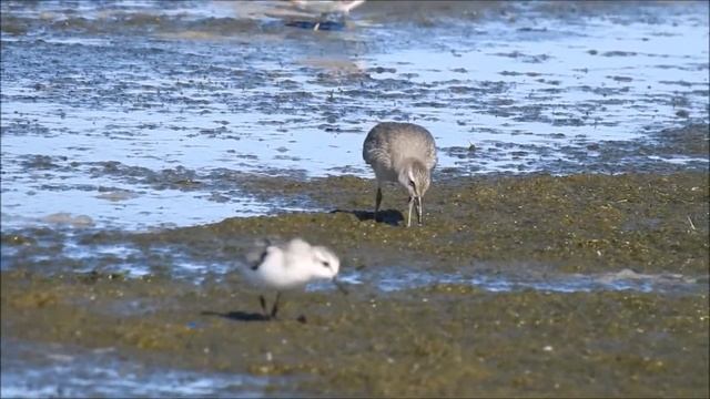 Juvenile Red Knot смотреть онлайн
