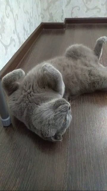 Кот-шотландец разговаривает смотреть онлайн