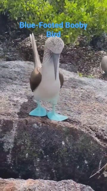 This is the blue-footed booby bird #birds #nature #animals #wecare смотреть онлайн