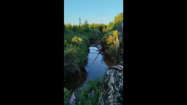 поиск хариуса в болотном ручье смотреть онлайн