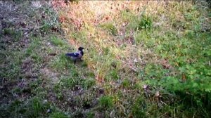 ЛИСА ВТОРОЙ СЕЗОН 4