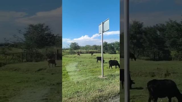 🐄Видали таких красоток #коровы #природа #трава смотреть онлайн