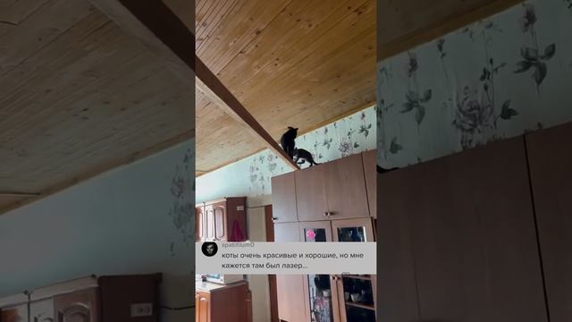 День у ребят начался как обычно с лазерной указки 🔦😻 #котята #коты смотреть онлайн