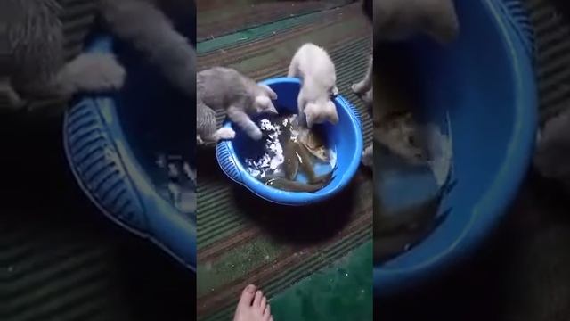 кошачья рыбалка смотреть онлайн