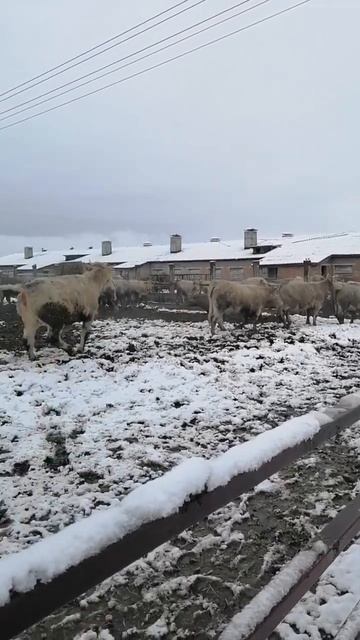 Как проходит выпас коров? Содержание коров зимой. Крупный рогатый скот. Коровы на ферме. Выгул скот смотреть онлайн