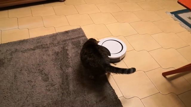 Gatti & Robot aspirapolvere, classico video... - Cats & Robot vacuum cleaner, classic video... смотреть онлайн