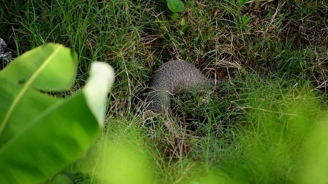 Indian Grey Mongoose смотреть онлайн