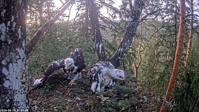 Старший птенец забирает добычу у младшего птенца / гнездо беркута в Эстонии смотреть онлайн