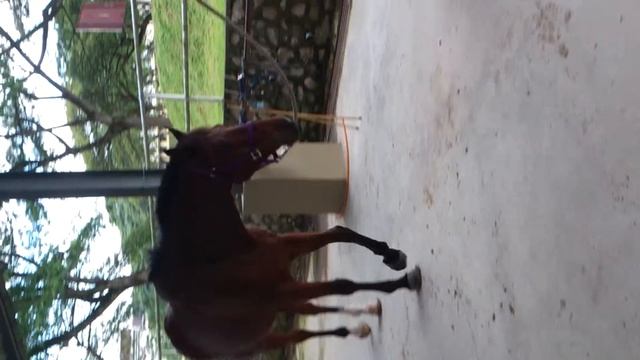 Fred & Christine Pohl - 1- Lesson on how to build horse-human relationship смотреть онлайн