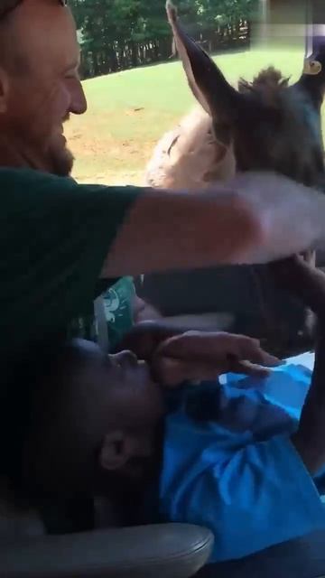 Застали его врасплох 😆🫏 #Смешно #Дети #Шорты #Животные смотреть онлайн