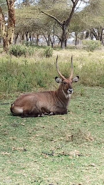 Wildlife Direct смотреть онлайн