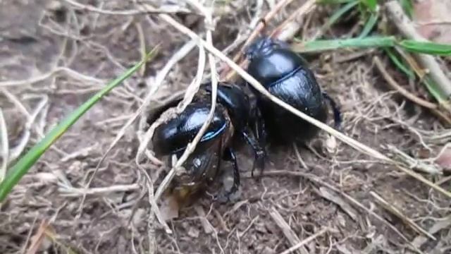 Brouk CHROBÁK LESNÍ ,,Hovnivál" likviduje svého kolegu, č.2 (Anoplotrupes stercorosus?) смотреть онлайн