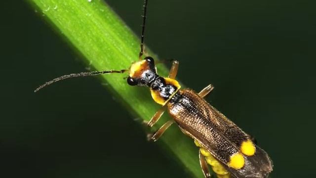 Cue - British Beetles смотреть онлайн