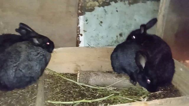 ...🐰Мои любимчики...🐇🐇🐇 смотреть онлайн